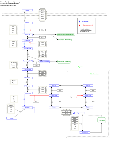 Glycolysis and gluconeogenesis