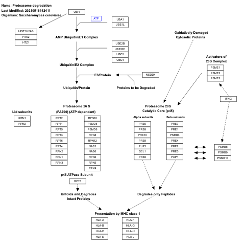 Proteasome degradation