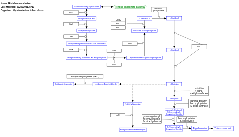 Histidine metabolism