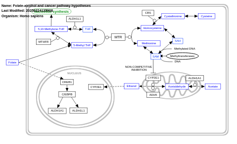 Folate-alcohol and cancer pathway hypotheses