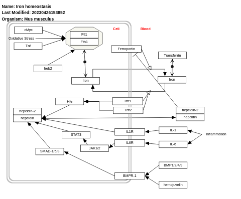 Iron homeostasis