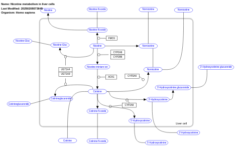 Nicotine metabolism in liver cells