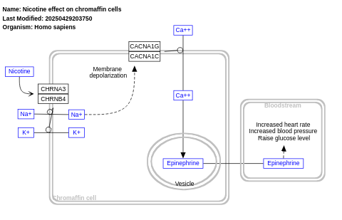 Nicotine effect on chromaffin cells