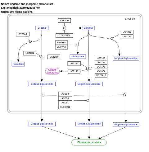 Codeine and morphine metabolism