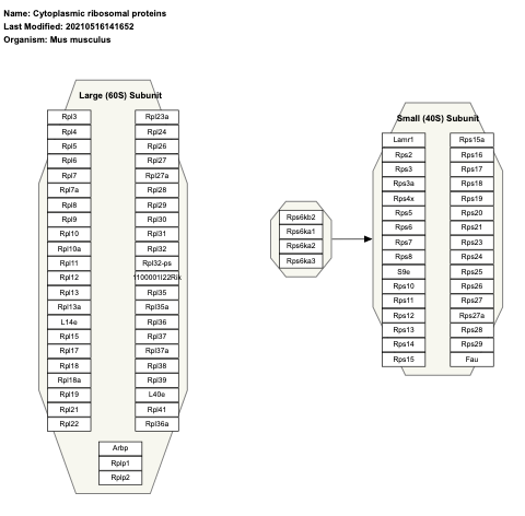 Cytoplasmic ribosomal proteins