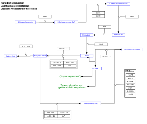 Biotin metabolism