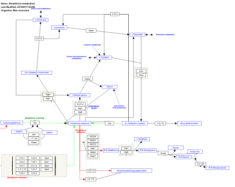 Glutathione metabolism