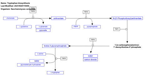 Tryptophan biosynthesis