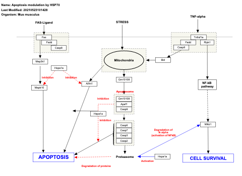 Apoptosis modulation by HSP70