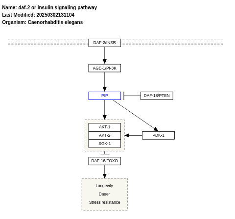 daf-2 or insulin signaling pathway