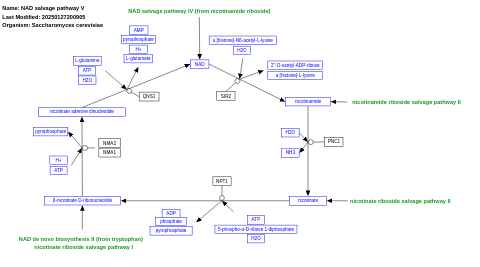 NAD salvage pathway