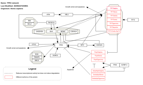 TP53 network