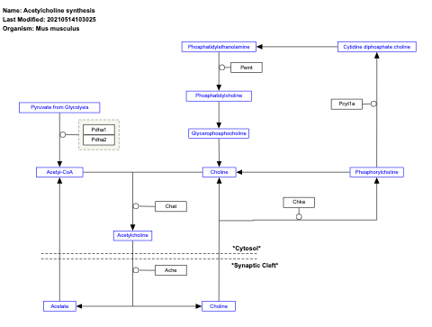 Acetylcholine synthesis