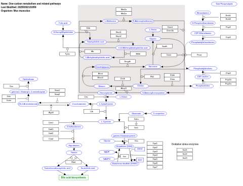 One-carbon metabolism and related pathways