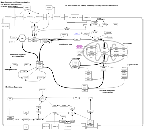 Apoptosis modulation and signaling