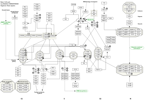 Cell cycle