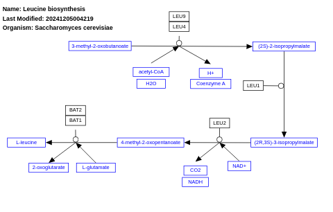 Leucine biosynthesis