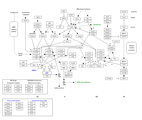 Cell cycle
