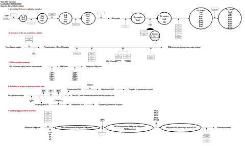 DNA replication