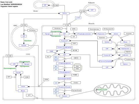 Cori cycle