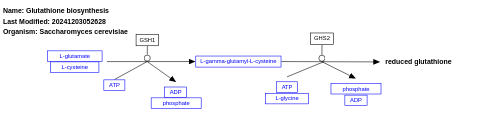 Glutathione biosynthesis