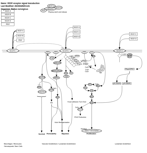 VEGF-receptor signal transduction