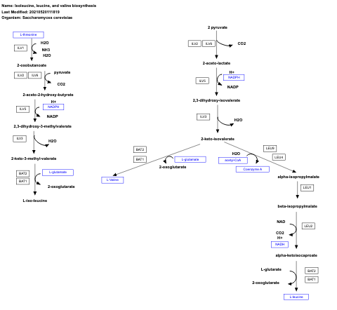Isoleucine, leucine, and valine biosynthesis