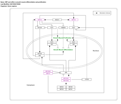 SRF and miRs in smooth muscle differentiation and proliferation
