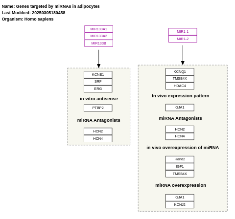 Genes targeted by miRNAs in adipocytes