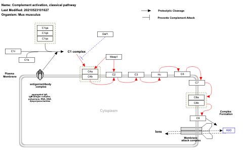 Complement activation, classical pathway