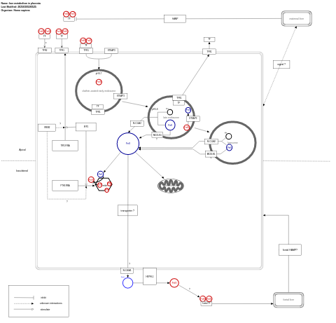 Iron metabolism in placenta