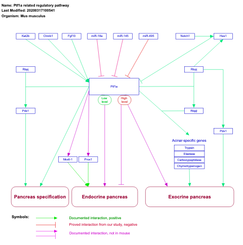 Ptf1a related regulatory pathway