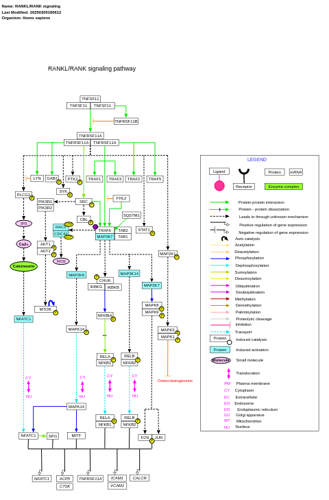 RANKL/RANK signaling pathway