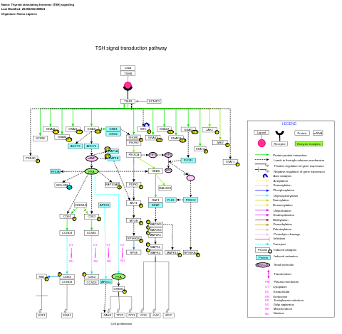 Thyroid stimulating hormone (TSH) signaling pathway