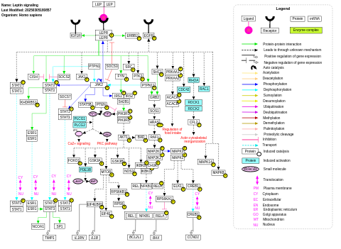 Leptin signaling pathway