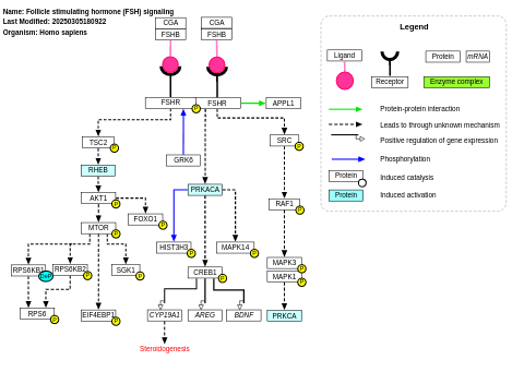 Follicle stimulating hormone (FSH) signaling pathway