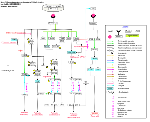 TNF-related weak inducer of apoptosis (TWEAK) signaling pathway