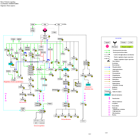 Prolactin signaling pathway