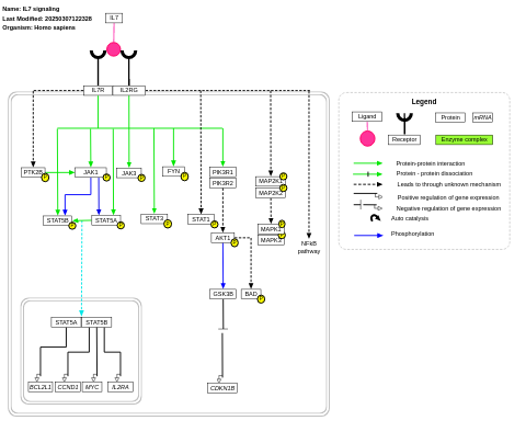 IL-7 signaling pathway