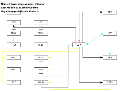 Flower development: initiation