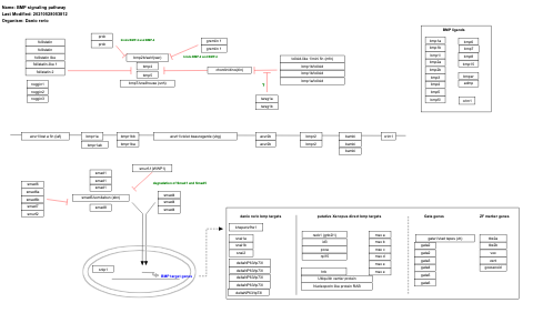 BMP signaling pathway