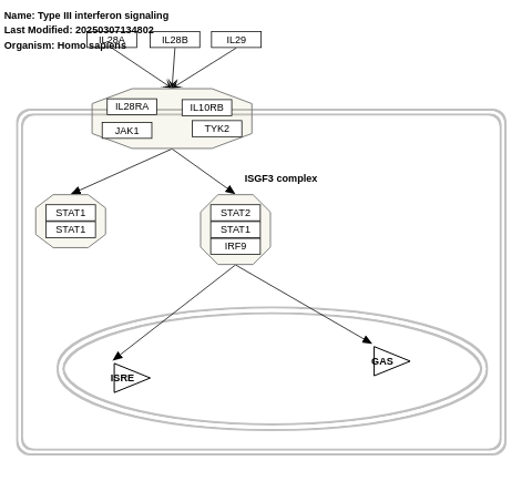 Type III interferon signaling