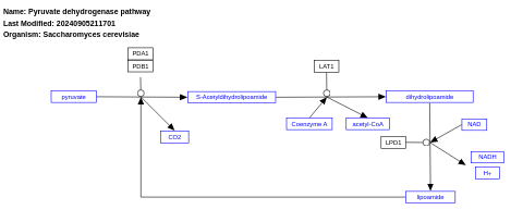 Pyruvate dehydrogenase pathway