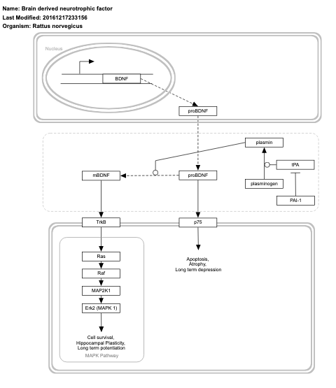 Brain derived neurotrophic factor