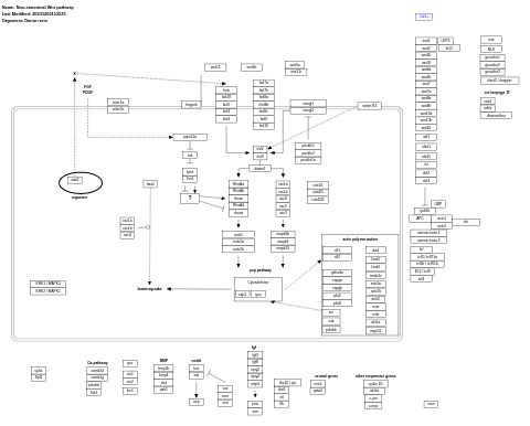 Non-canonical Wnt pathway