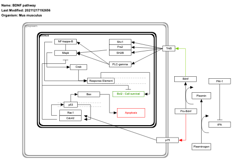 BDNF pathway