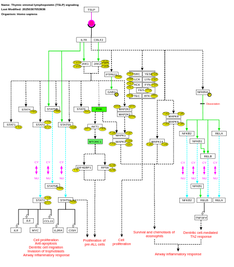 Thymic stromal lymphopoietin (TSLP) signaling pathway