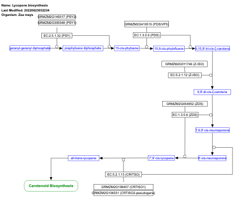 Lycopene biosynthesis