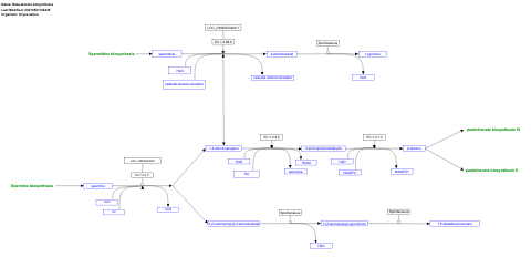 Beta-alanine biosynthesis