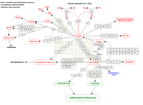 Cytokines and inflammatory response